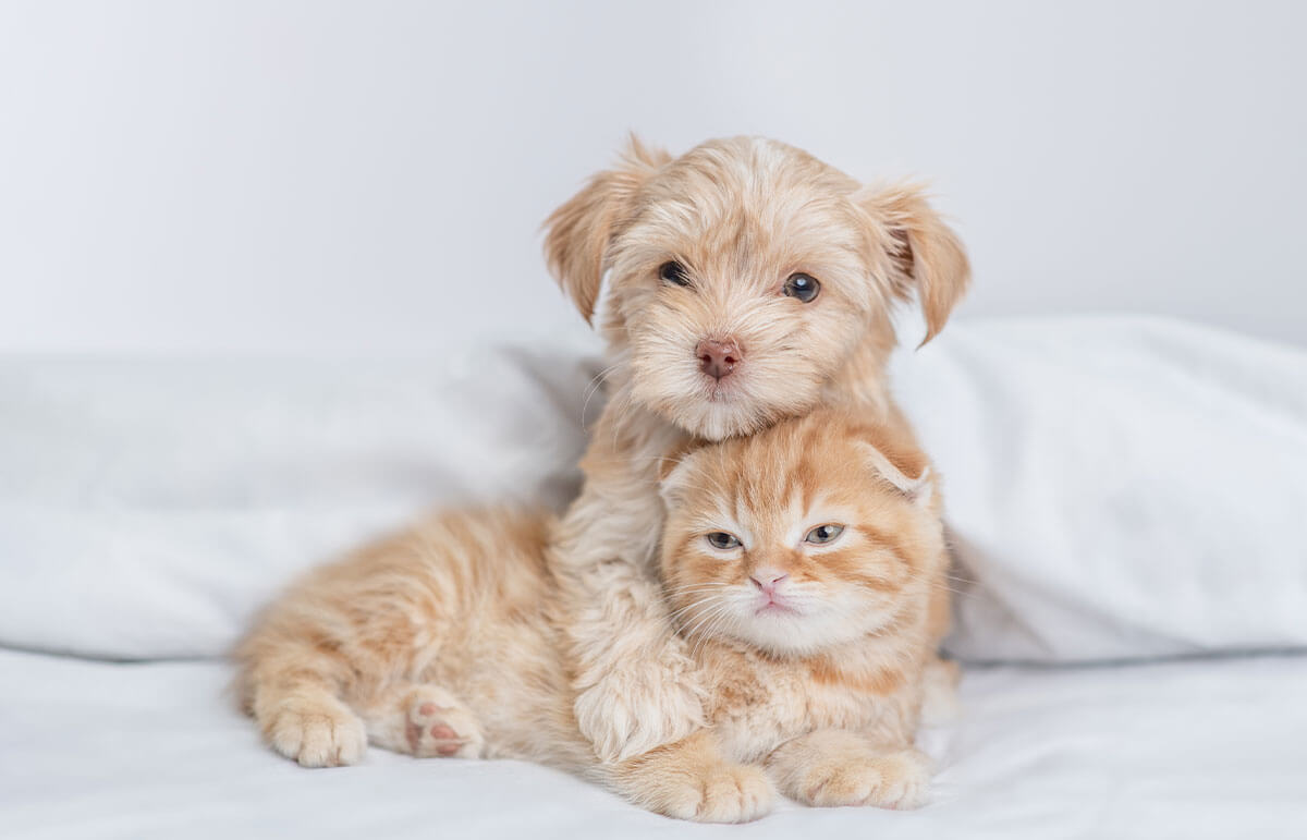 Kitten-Puppy