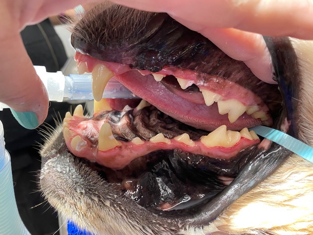 Dog dental care at Guardian Vet