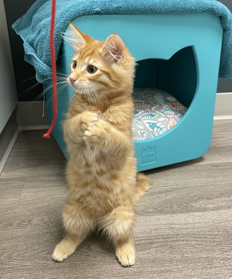 Kitten care at Guardian Vet