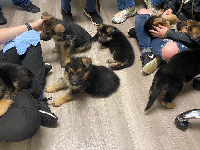 Puppy vaccinations at Guardian Vet