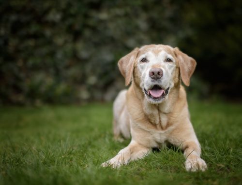 10 Tips to Support Your Senior Dog