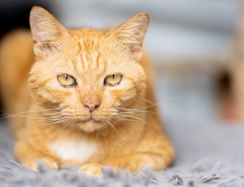 7 Tips to Optimize Your Cat’s Senior Years